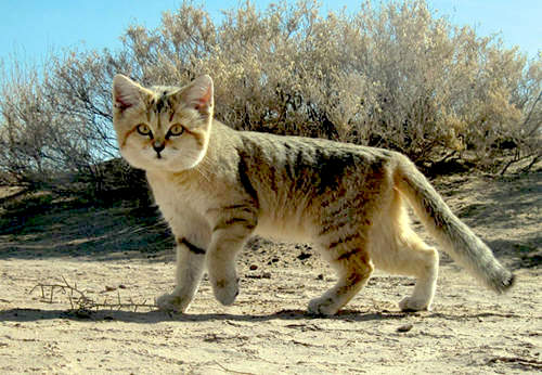 sandcat