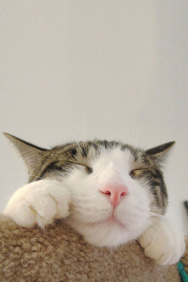 sleepingcat