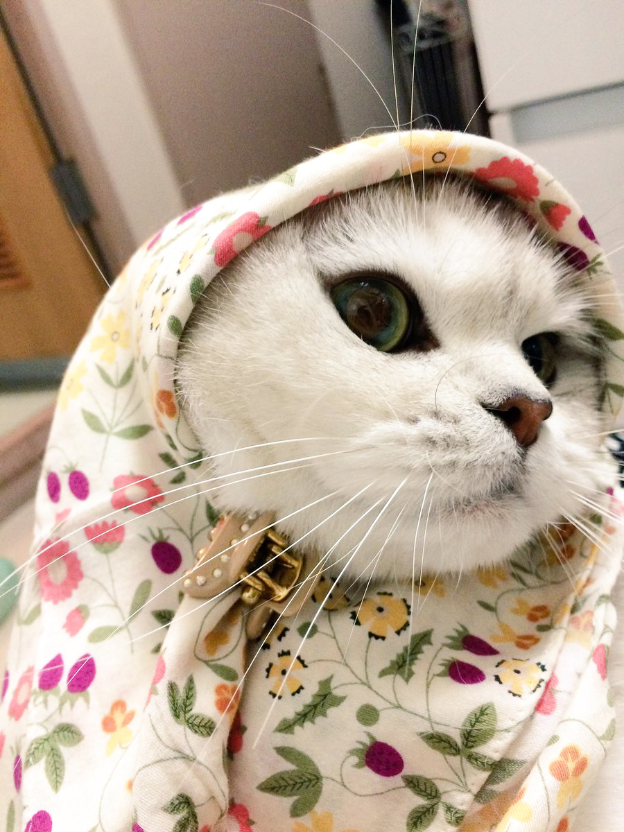 IF CATS DISAPPEARED FROM THE WORLD