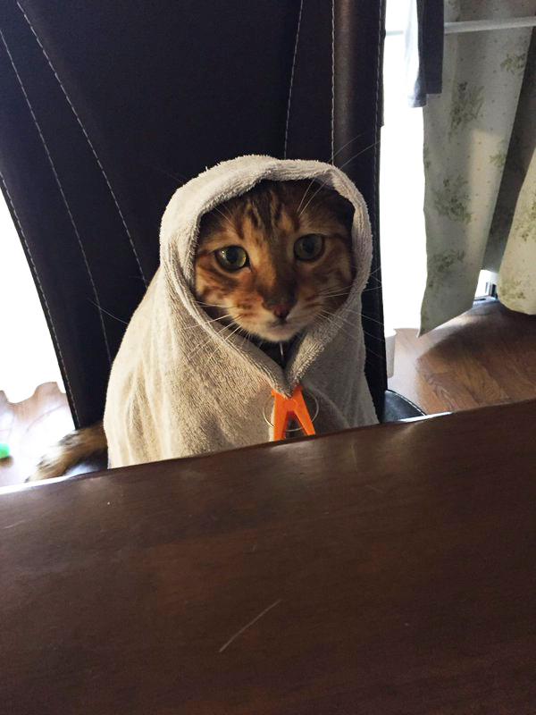 IF CATS DISAPPEARED FROM THE WORLD