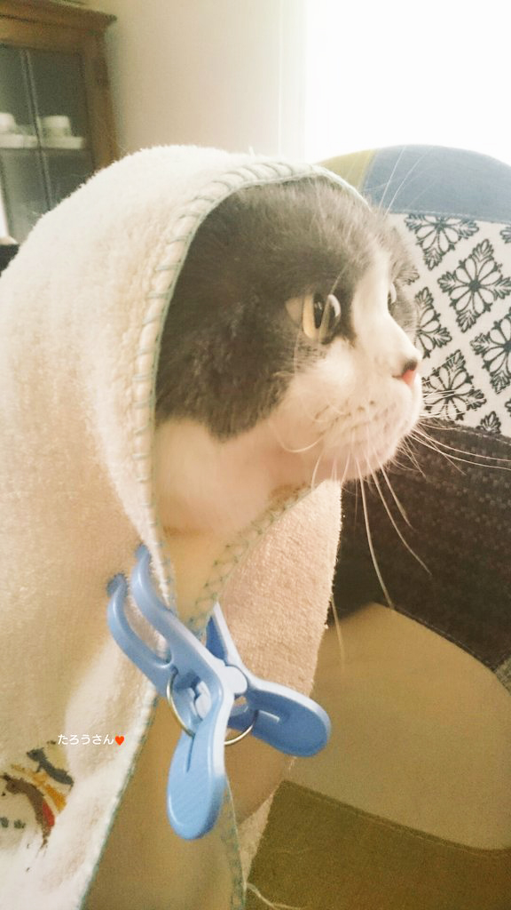 IF CATS DISAPPEARED FROM THE WORLD