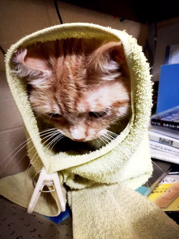 IF CATS DISAPPEARED FROM THE WORLD