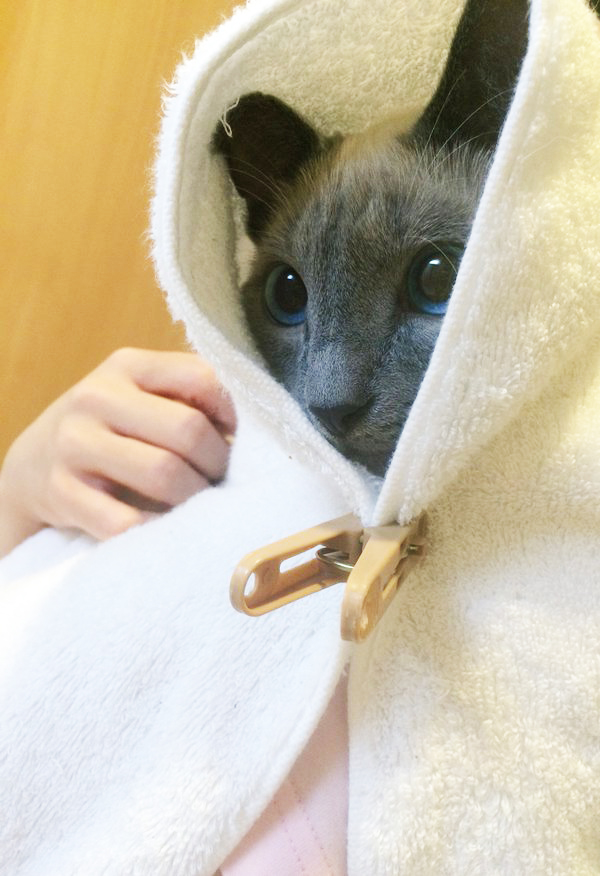 IF CATS DISAPPEARED FROM THE WORLD