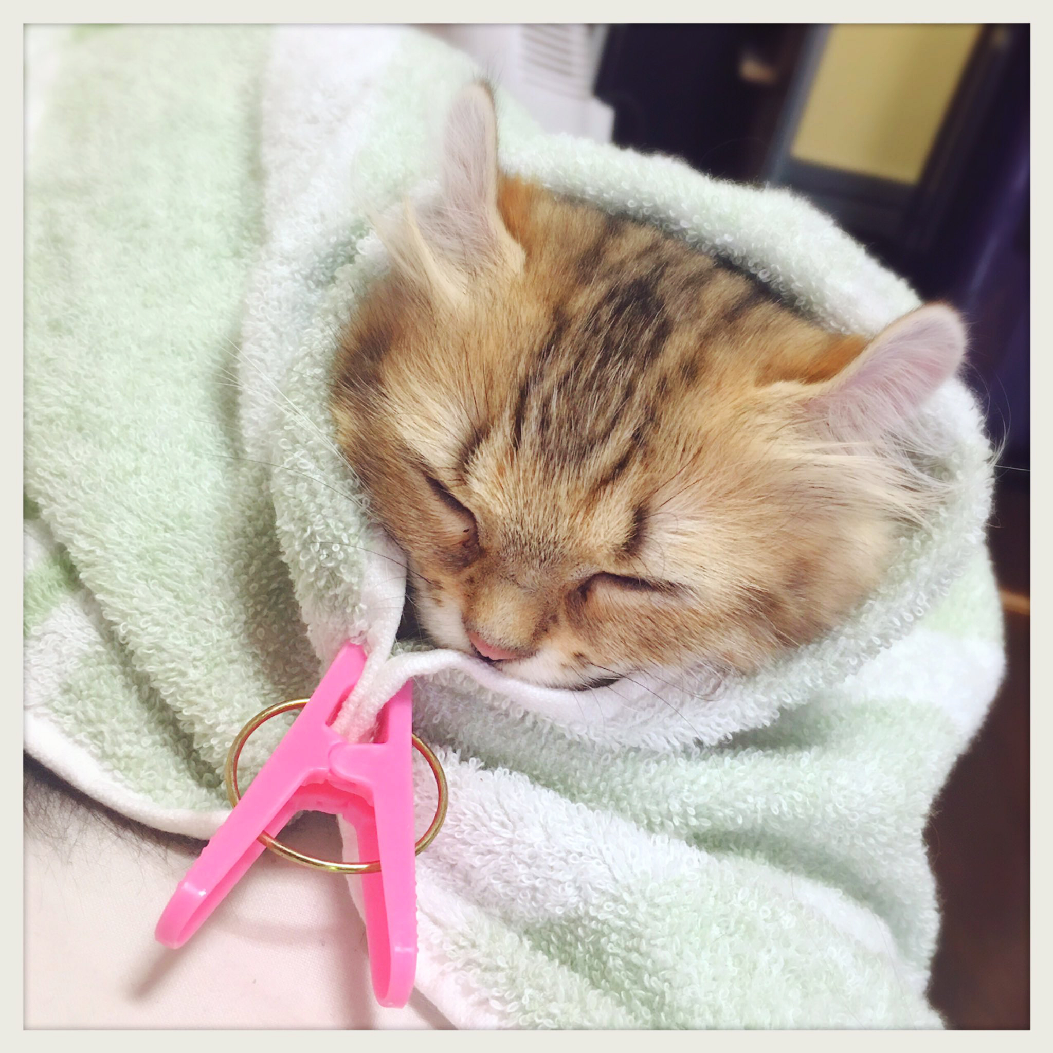 IF CATS DISAPPEARED FROM THE WORLD