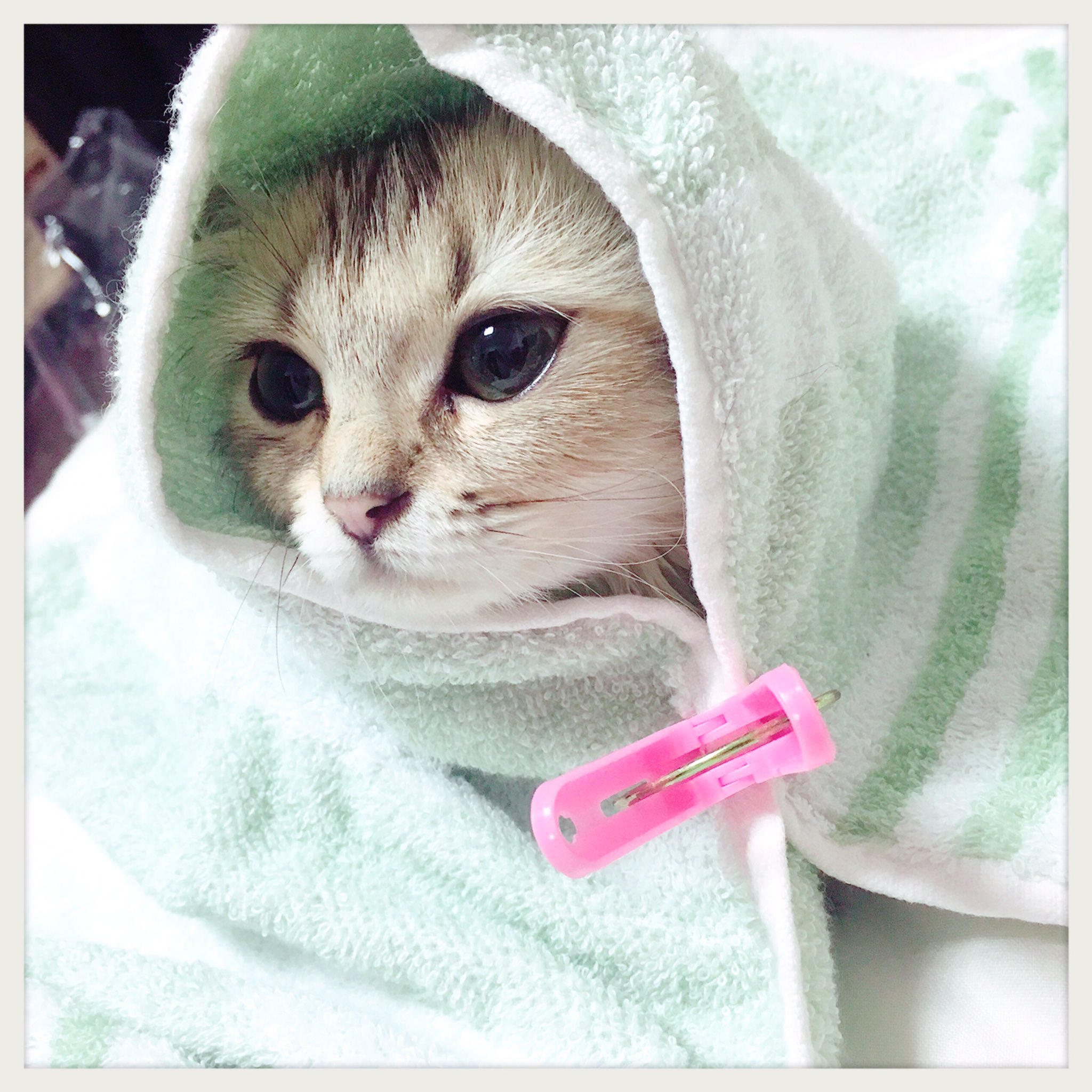 IF CATS DISAPPEARED FROM THE WORLD