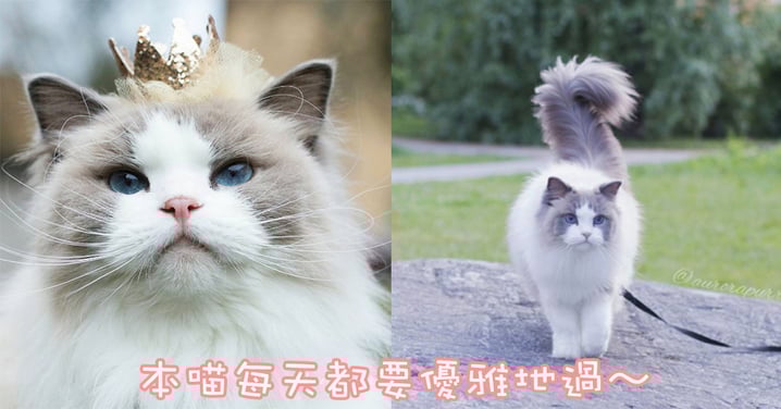 美到當上模特兒！從頭到尾也會擺POSE…水汪汪迷霧藍眼睛喵美人！