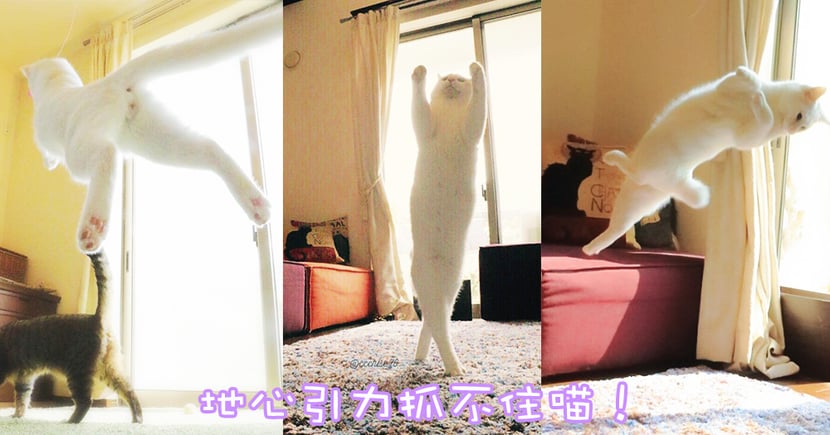 你一定看過牠 優雅得像芭蕾舞蹈員 日本超人氣無重力喵星人 Catcity 貓奴日常