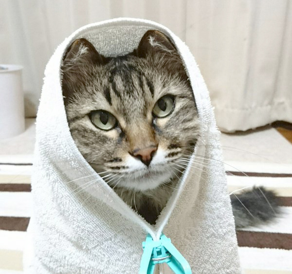 IF CATS DISAPPEARED FROM THE WORLD