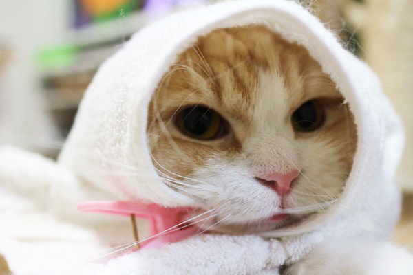 IF CATS DISAPPEARED FROM THE WORLD