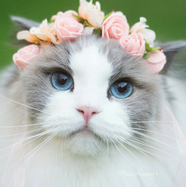 aurorapurr