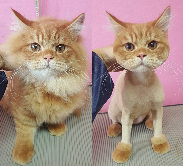 haircut cat