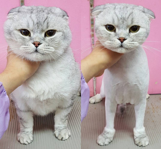 haircut cat