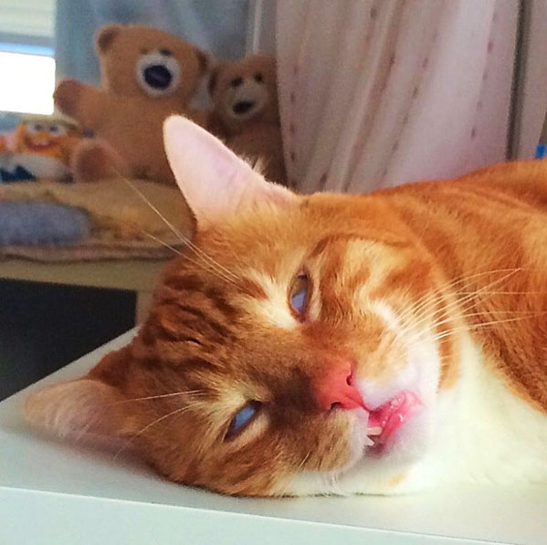 sleepingcat