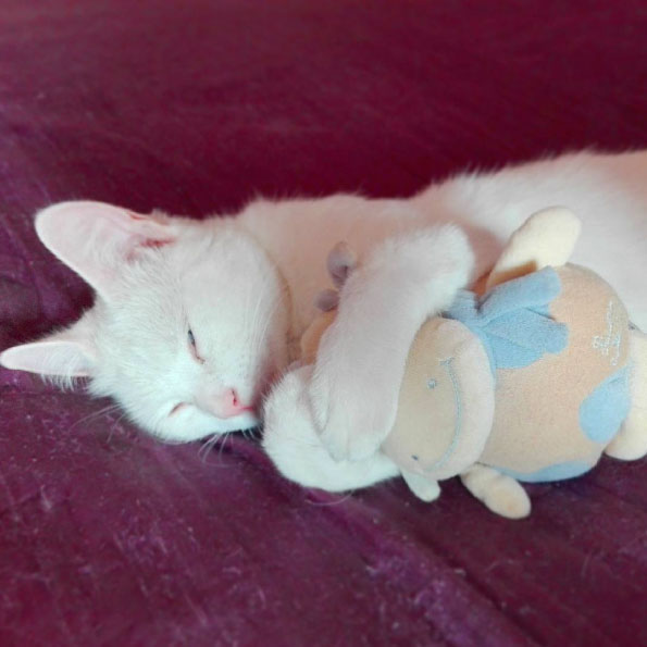 sleepingcat
