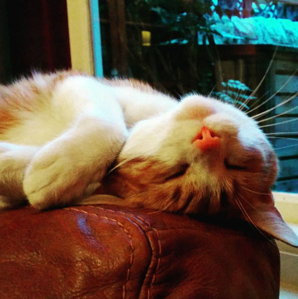 sleepingcat