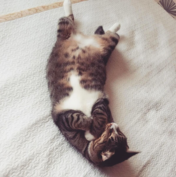 sleepingcat