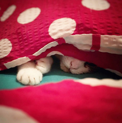 sleepingcat