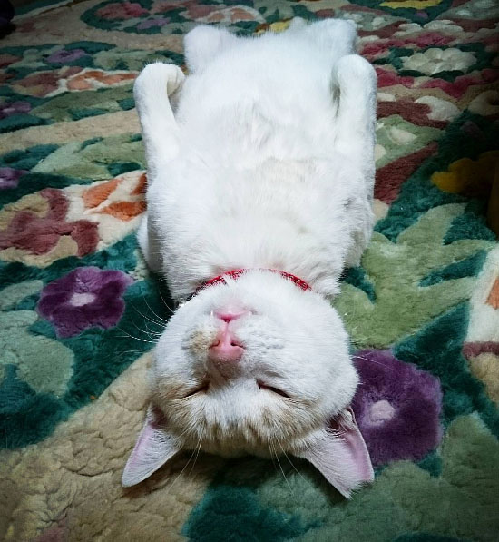 sleepingcat