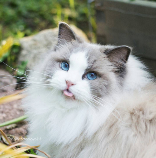 aurorapurr