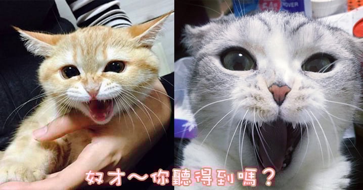 以為是主子燒聲還是不小心按到靜音鍵~喵星人撒嬌的終極大招:無聲吶喊!