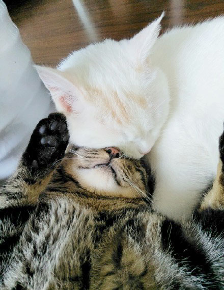 sleepingcat