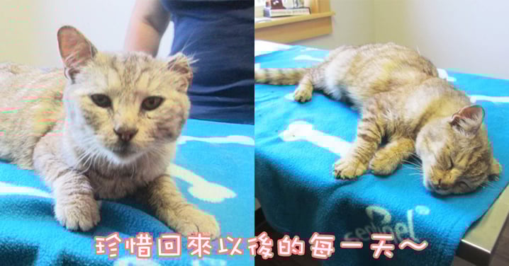 奴才終於盼到了奇蹟~暴風雪中失蹤19個月的主子自行走回家了!