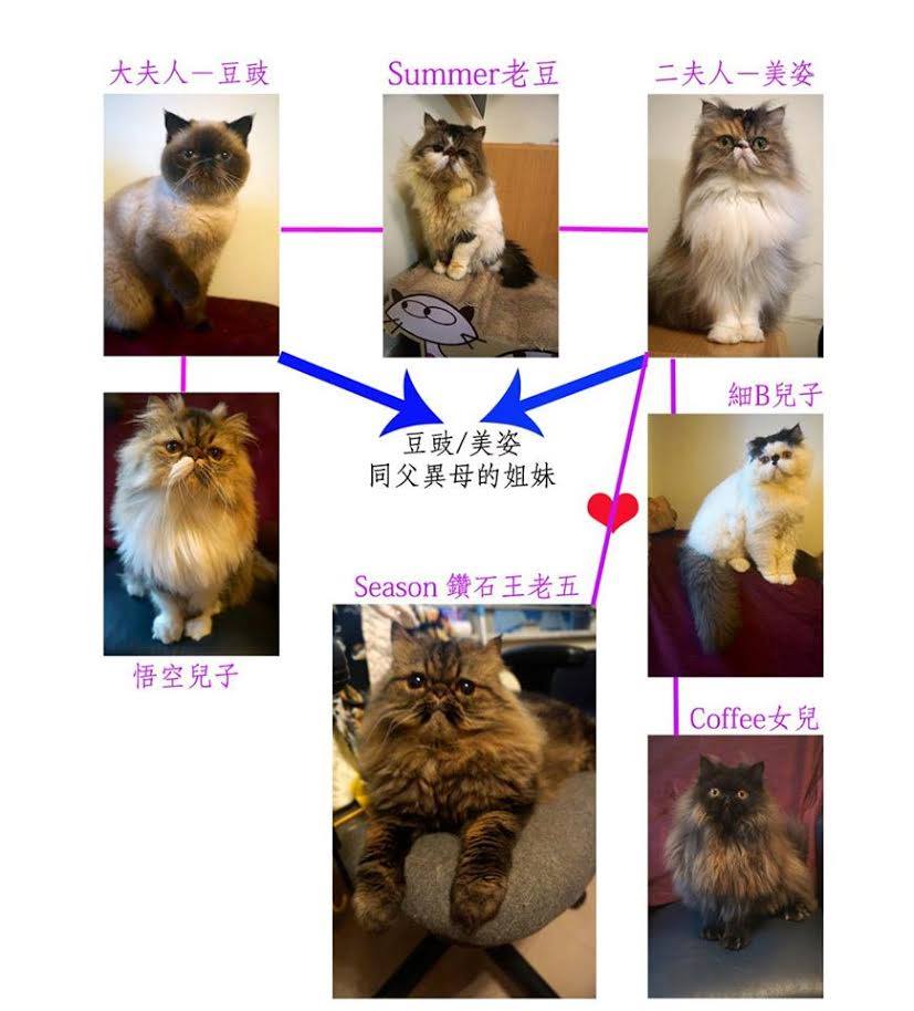 7 Cats Family-七小福