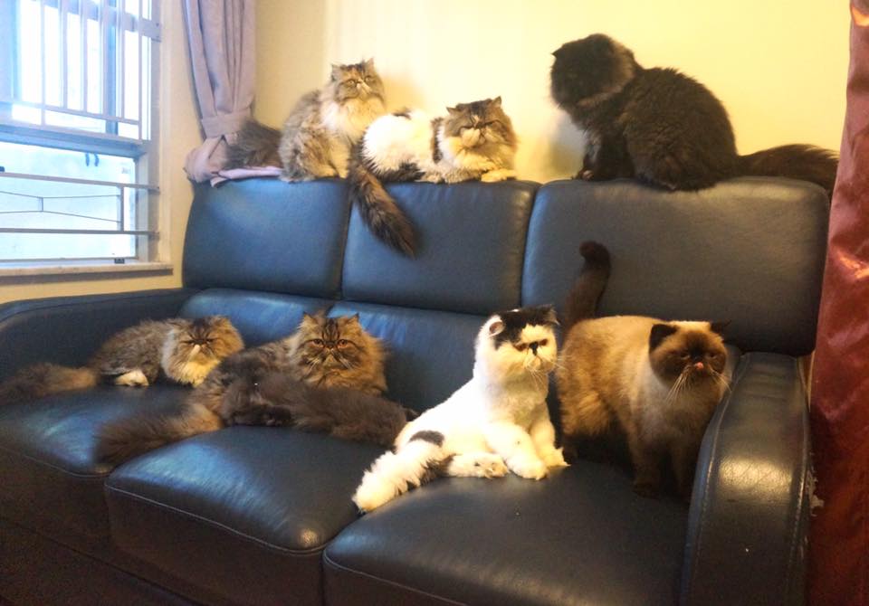 7 Cats Family-七小福