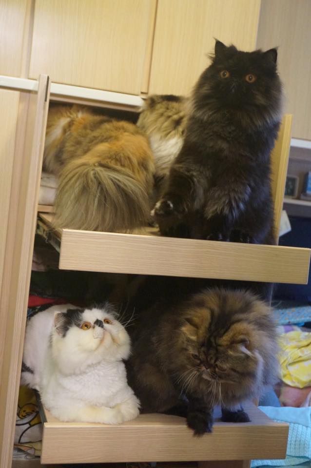 7 Cats Family-七小福