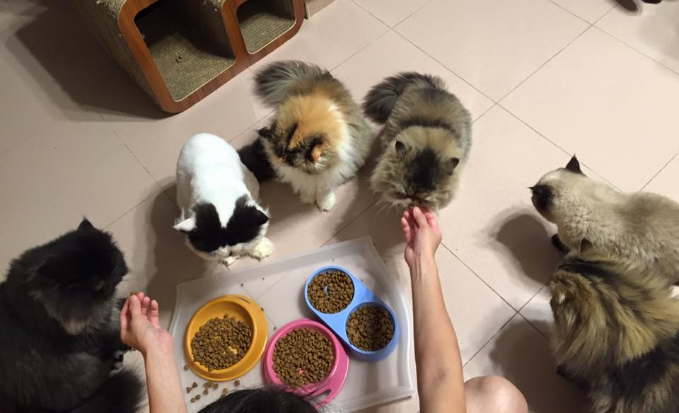 7 Cats Family-七小福