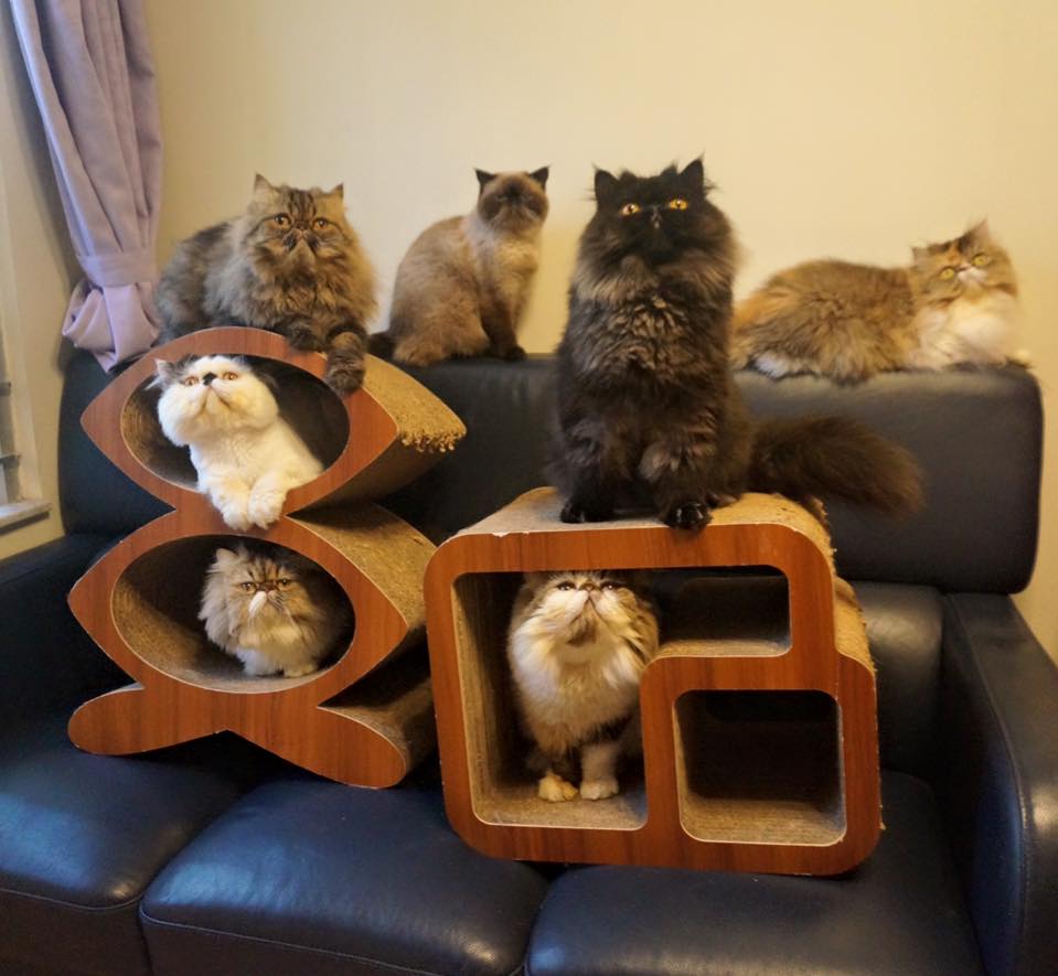 7 Cats Family-七小福