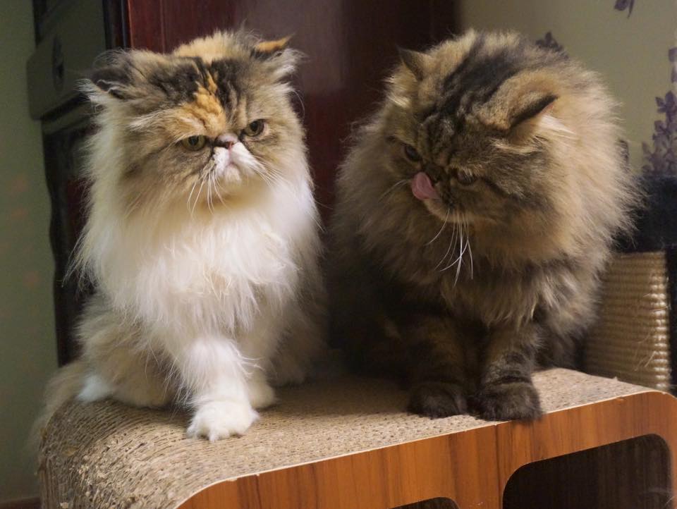 7 Cats Family-七小福