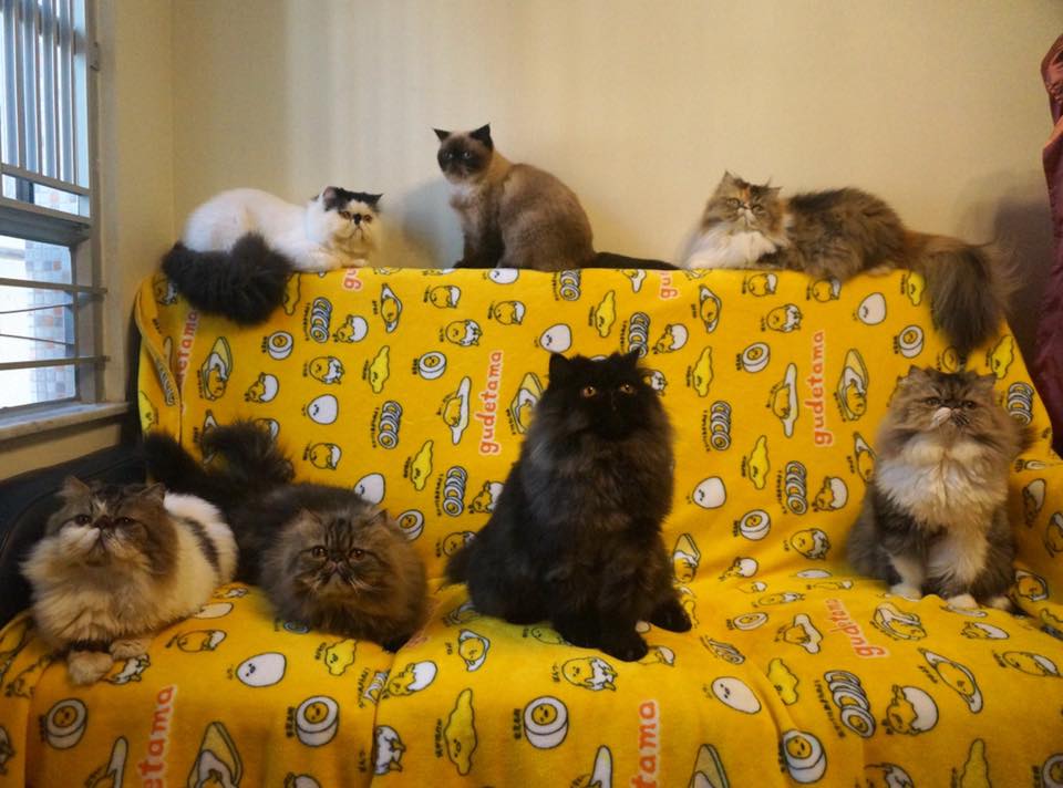 7 Cats Family-七小福