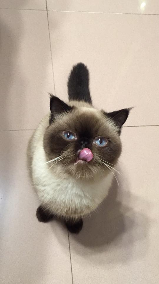 7 Cats Family-七小福