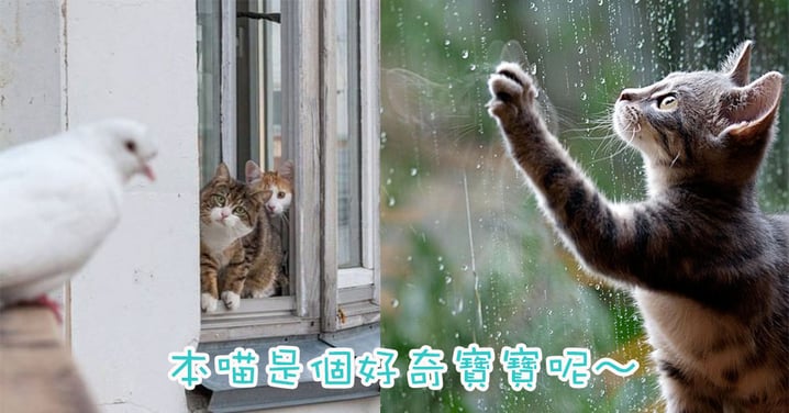 主子又在看風景呢～貓貓常常呆在窗邊的4個原因！