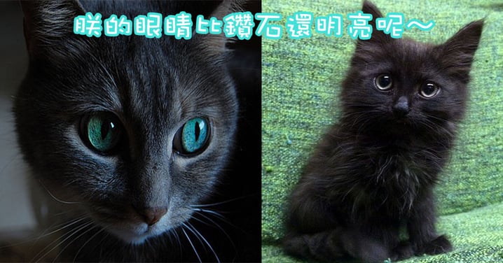 黑暗中美麗奪目的鑽石～8隻黑貓迷人的大眼睛！