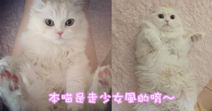 本公主是不是又萌又可愛呢~日本白啡色喵界氣質美人!