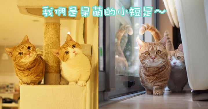 可愛得要融化啦~日本人氣短足兄妹超治癒的日常!