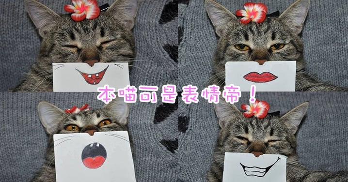 又好笑又有創意~奴才自製主子趣怪表情包!