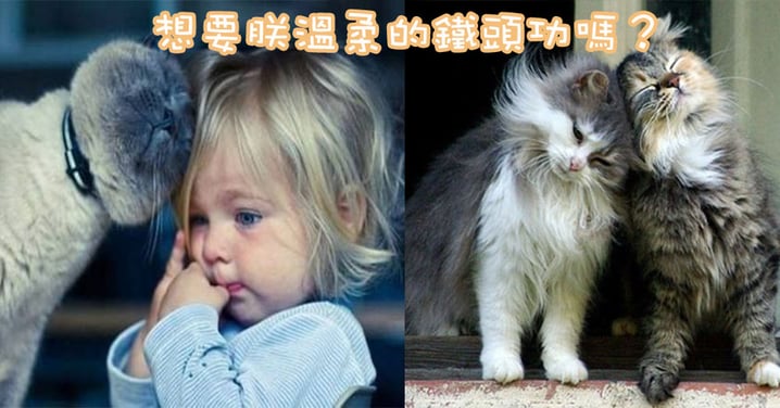 主子可愛的小頭顱碰來啦～喵星人頭碰頭背後的意義！