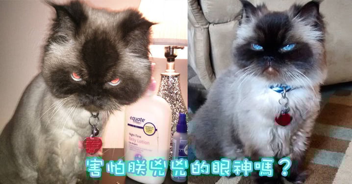 本喵就是不爽!布偶貓眼神兇惡~總是憤怒臉!