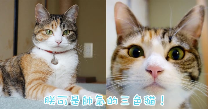 由浪浪變成大帥哥～日本三色貓帥氣又漂亮！