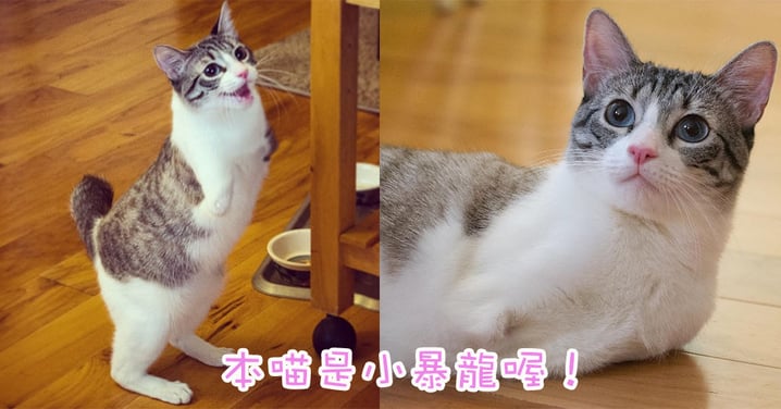 不一樣的身體,一樣的快樂~沒有雙手的喵星人活出精彩,感動人心!