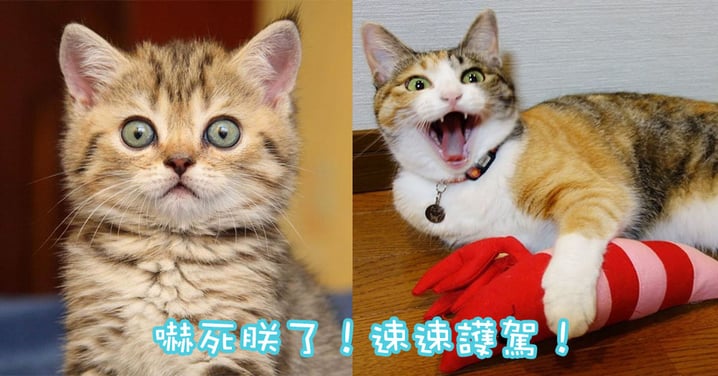 本喵怕怕～快來護駕！喵星人受驚嚇的6個表現！