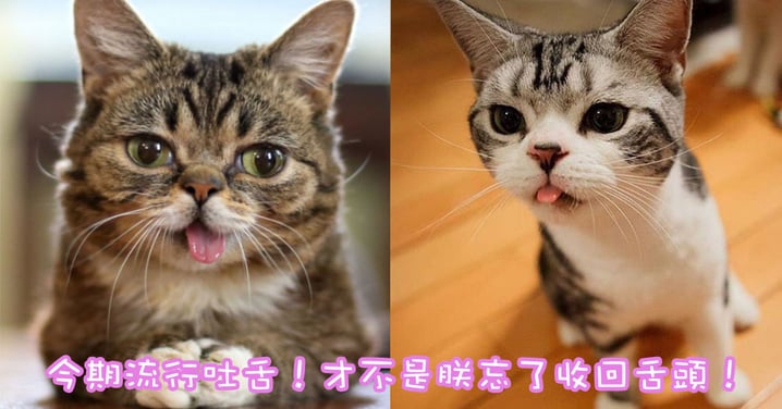 朕的舌頭好看嗎？7位吐舌喵星人趣怪表情大集合！