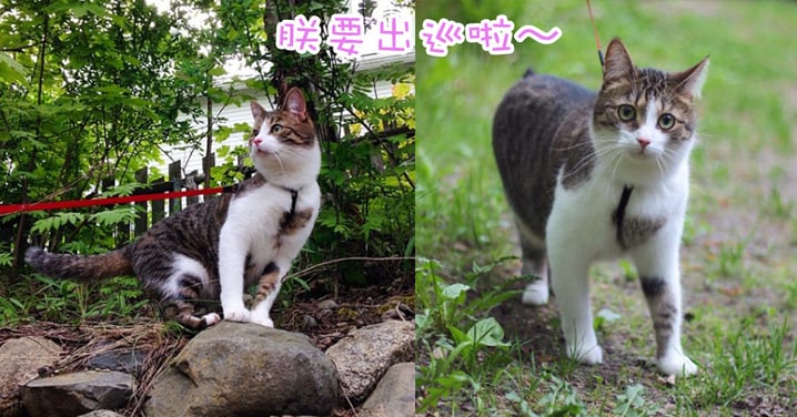 喵星人也愛外出散步！芬蘭喵星人最愛在美麗的北歐城市漫步～