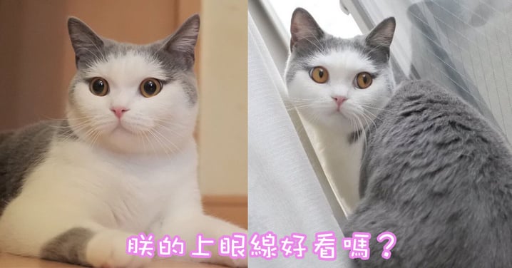 日本喵星人天生化妝臉~上眼線美豔動人,迷倒眾生!