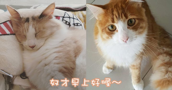 每天愛你多一些～主子每個早晨讓貓奴心動的5個舉動！