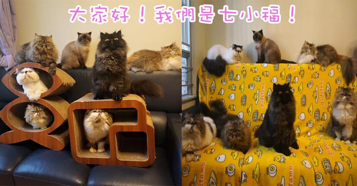 熱鬧的波斯貓大家庭!香港七小福淘氣的日常~