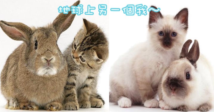兔與貓萌萌的組合～7對毛色相同的喵星人與賓尼兔超登對！